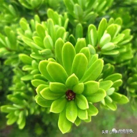 門前種羅漢松|羅漢松：珍稀樹種的奧秘與養護撇步 – 植物盆栽綠寶典